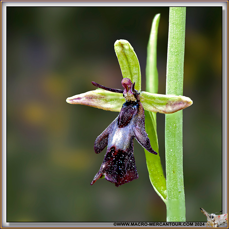 Ophrys Mouche
